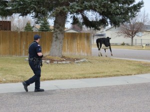 Officer pursuing escaped cow during slow-speed chase